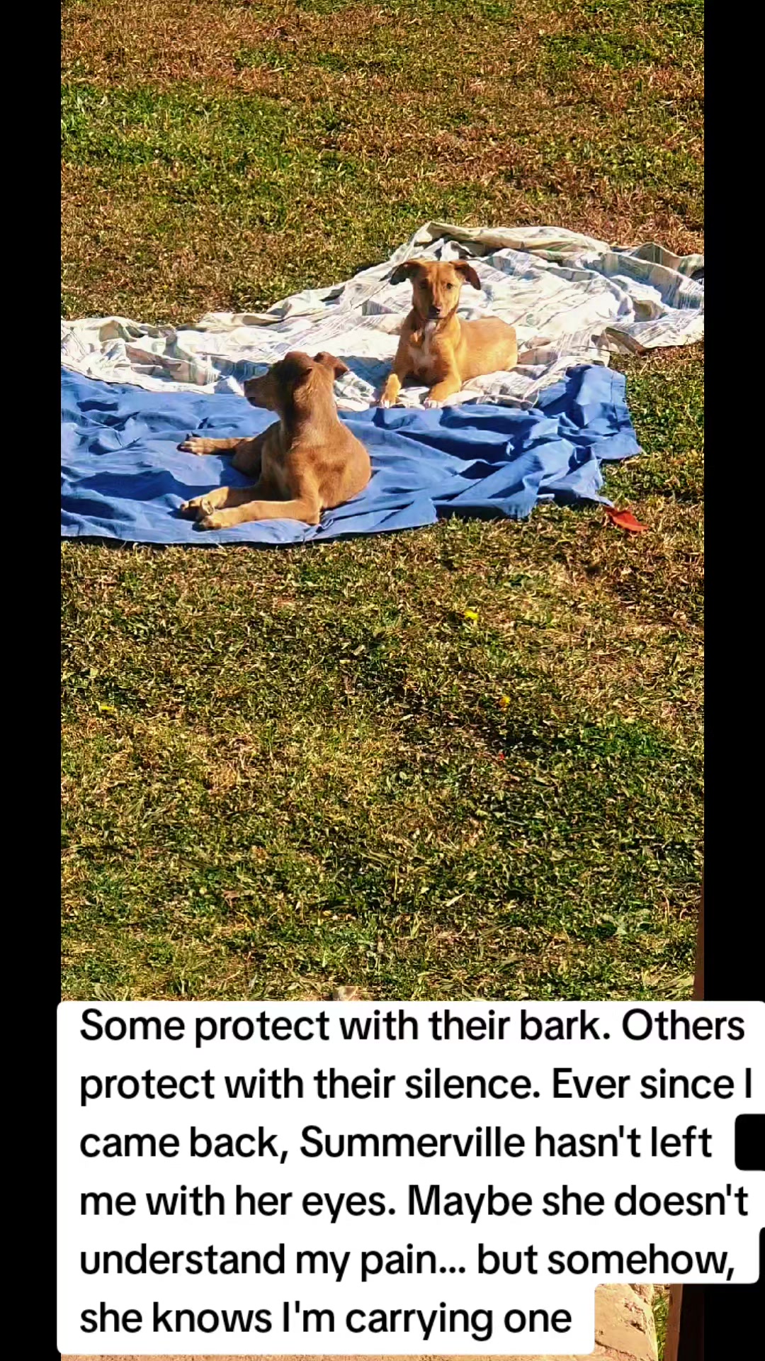 @LifeWithSummerAndShepherd