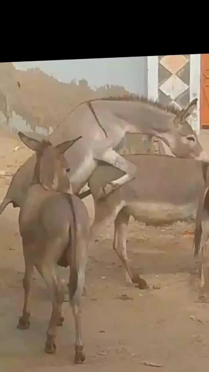 @029289Animals Hub Lovers
