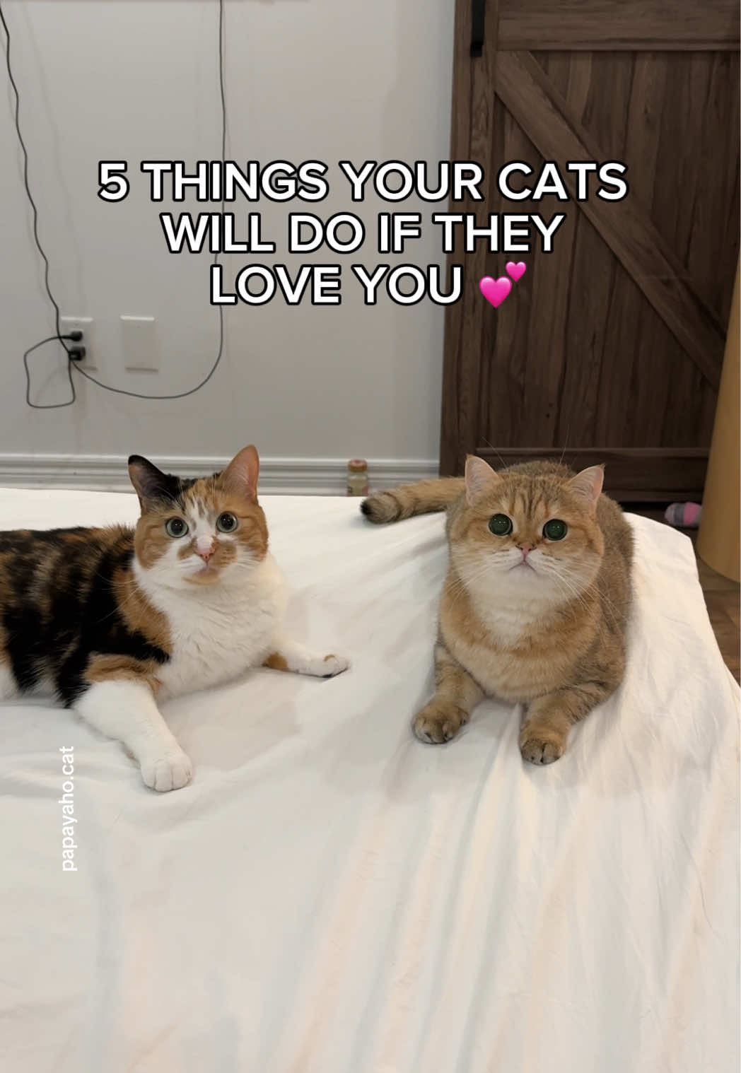 @Papaya the Cat
