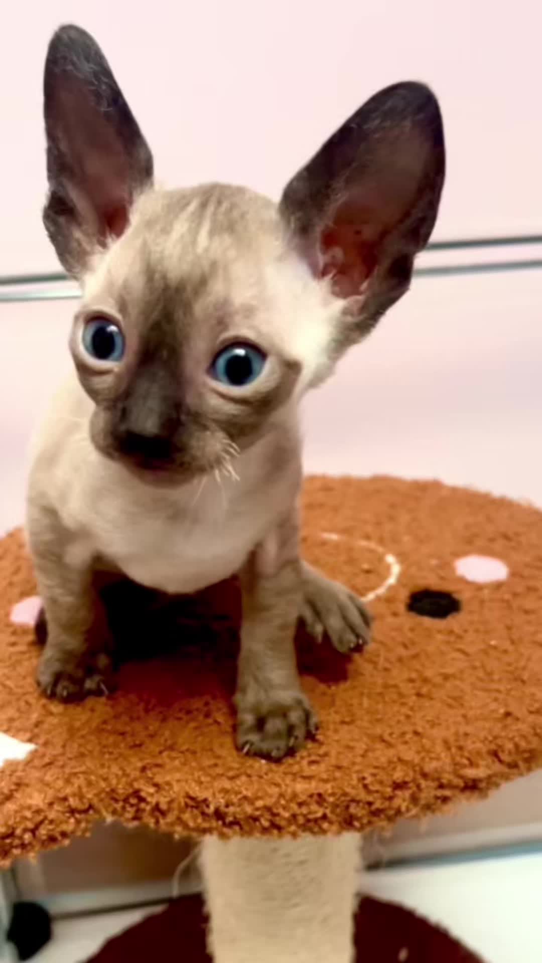 @patimolli_cattery