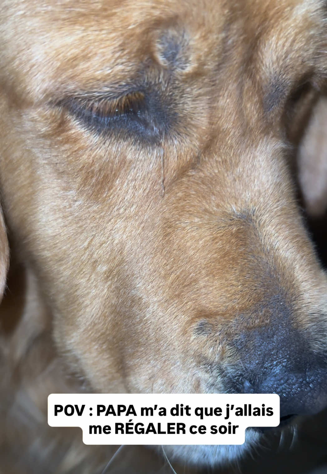 @Uggy Le Golden 🐶