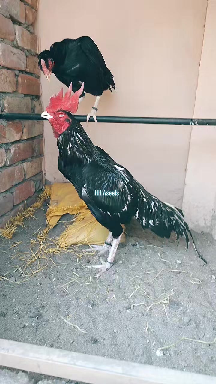 @HH &Aring;sėəłs1
