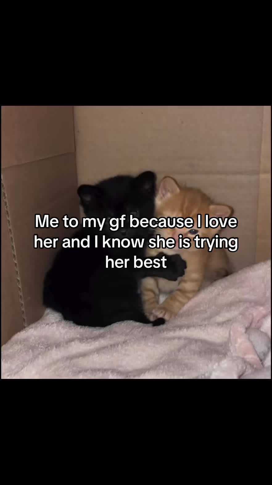 @LavanderCat