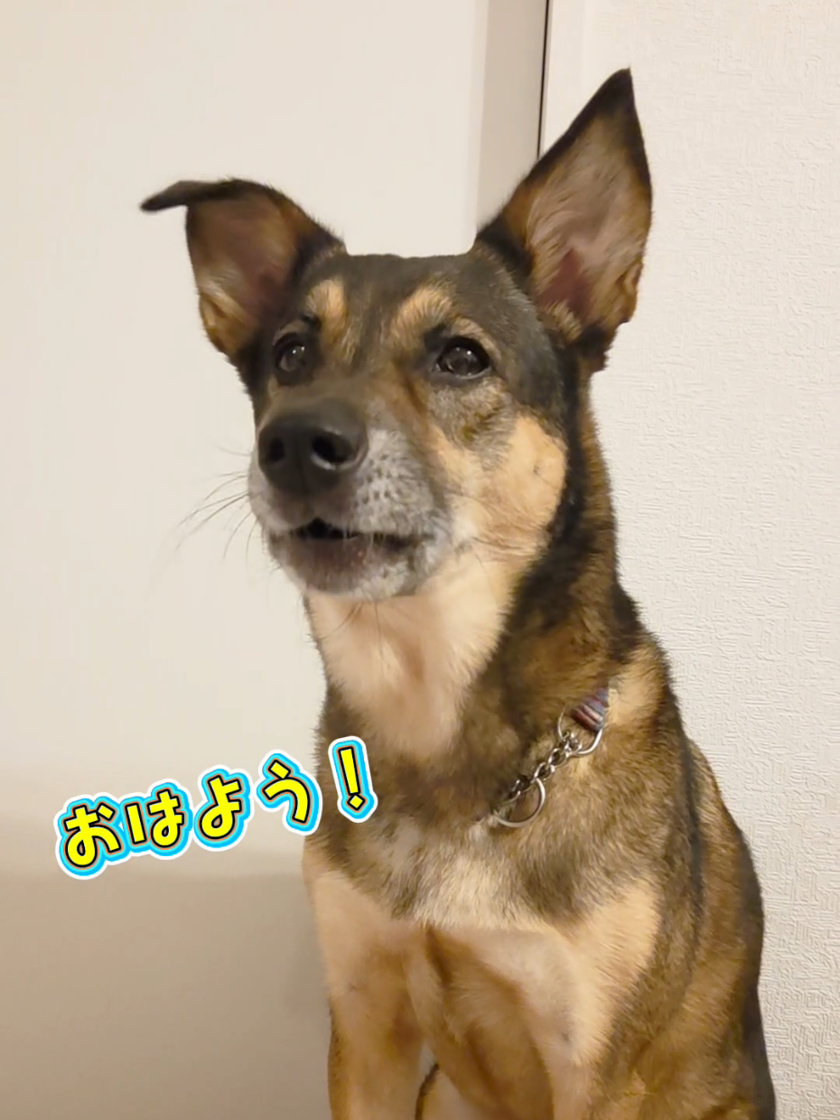 @雑種犬 𖹭 保護犬まる🐶🇺🇸🇯🇵