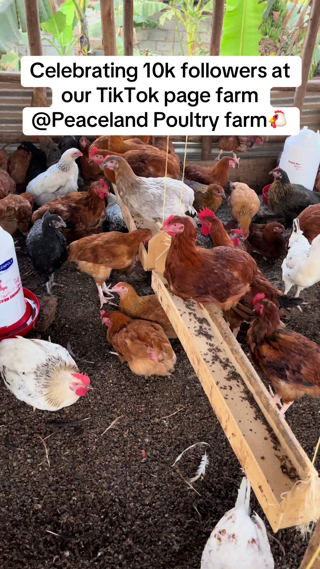 @Peaceland Poultry Farm🐔🐣🐓