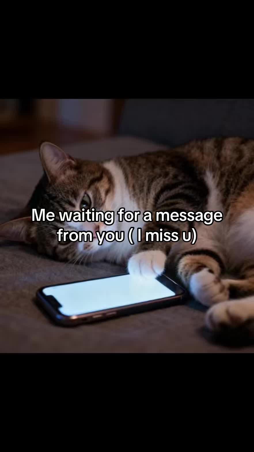 @LavanderCat