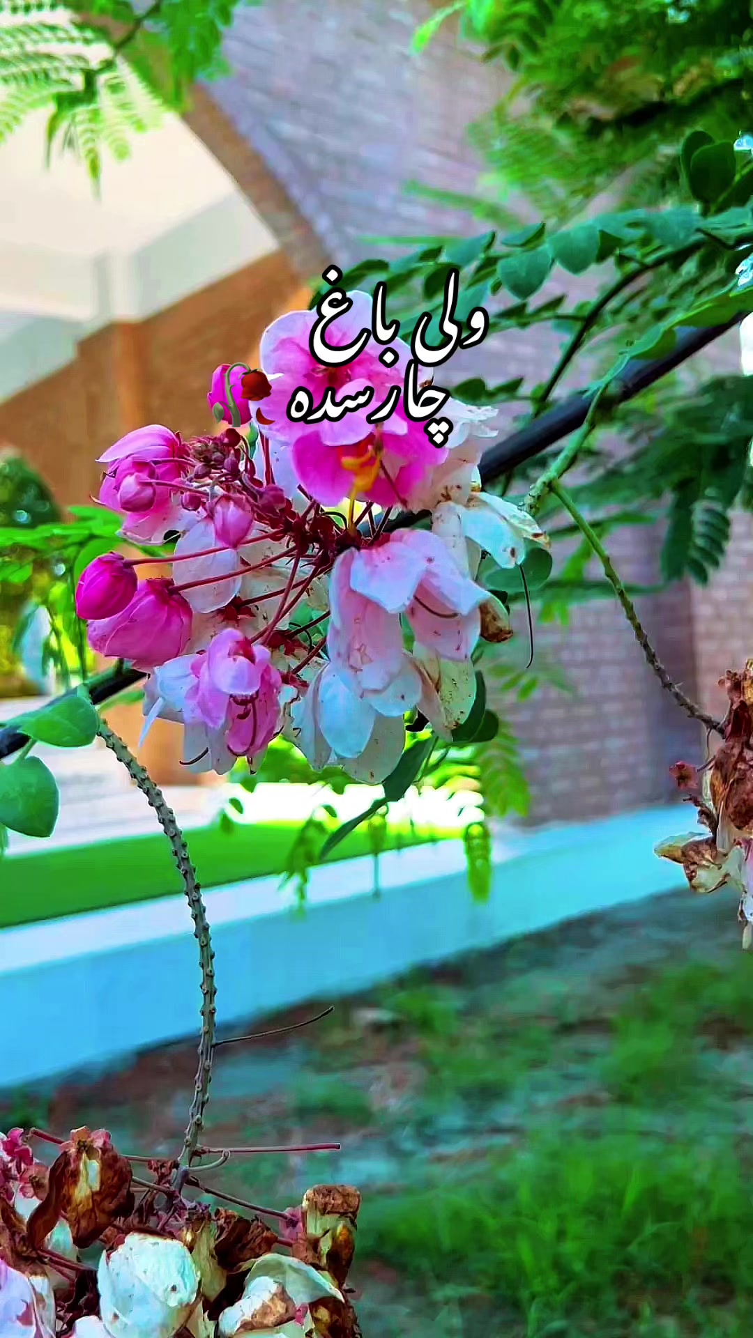 @Nature vibes 🥀💐🌳🌼