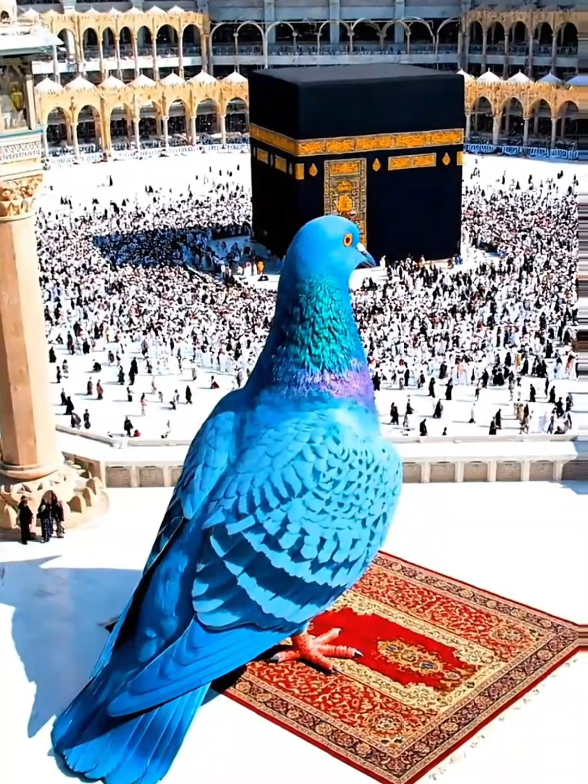 @Catty Pray
