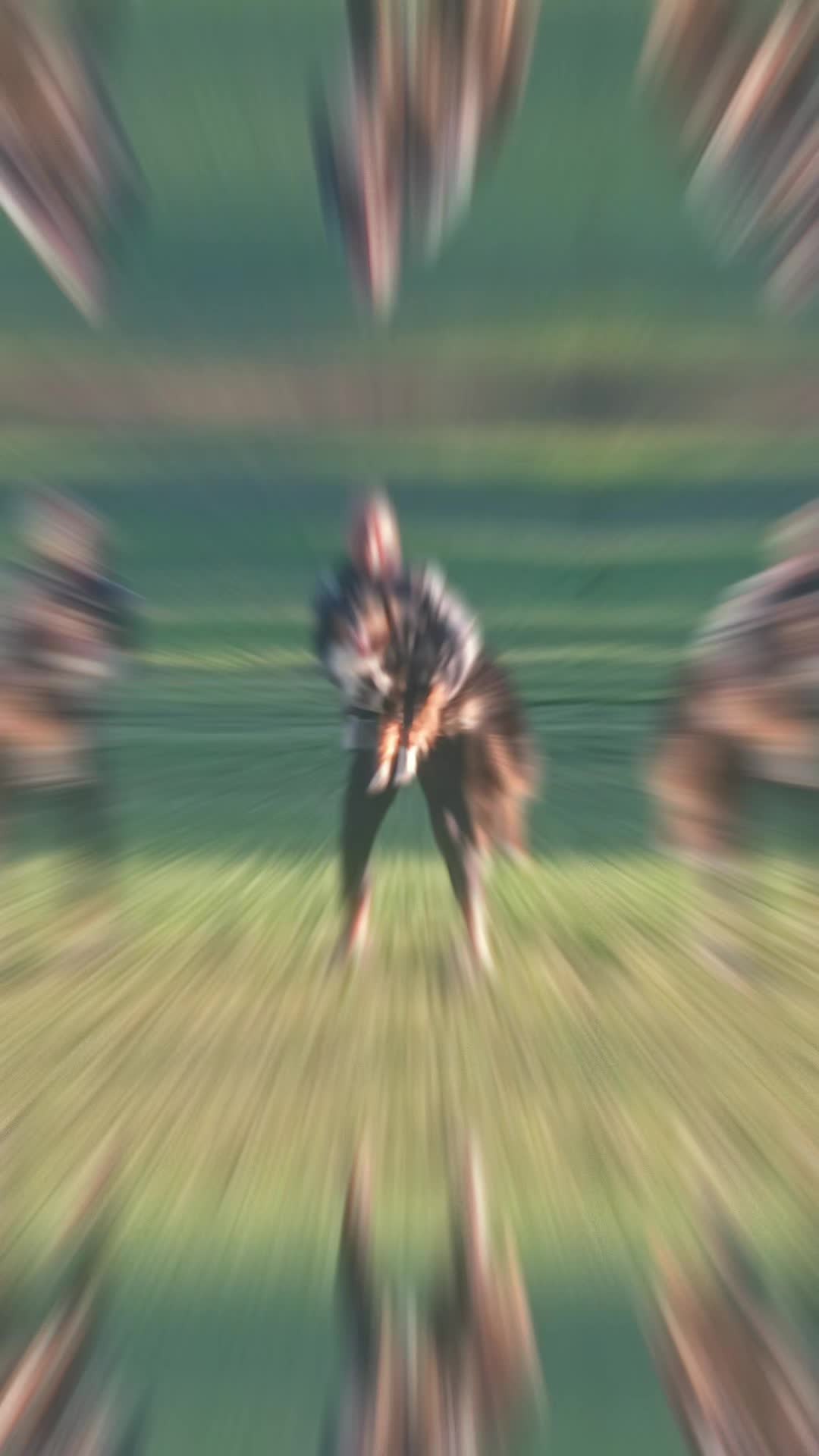 @Team Ollie and Colby Jack