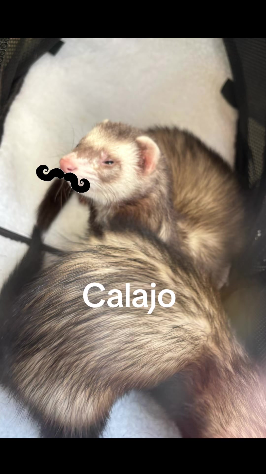 @Oliver&Stella