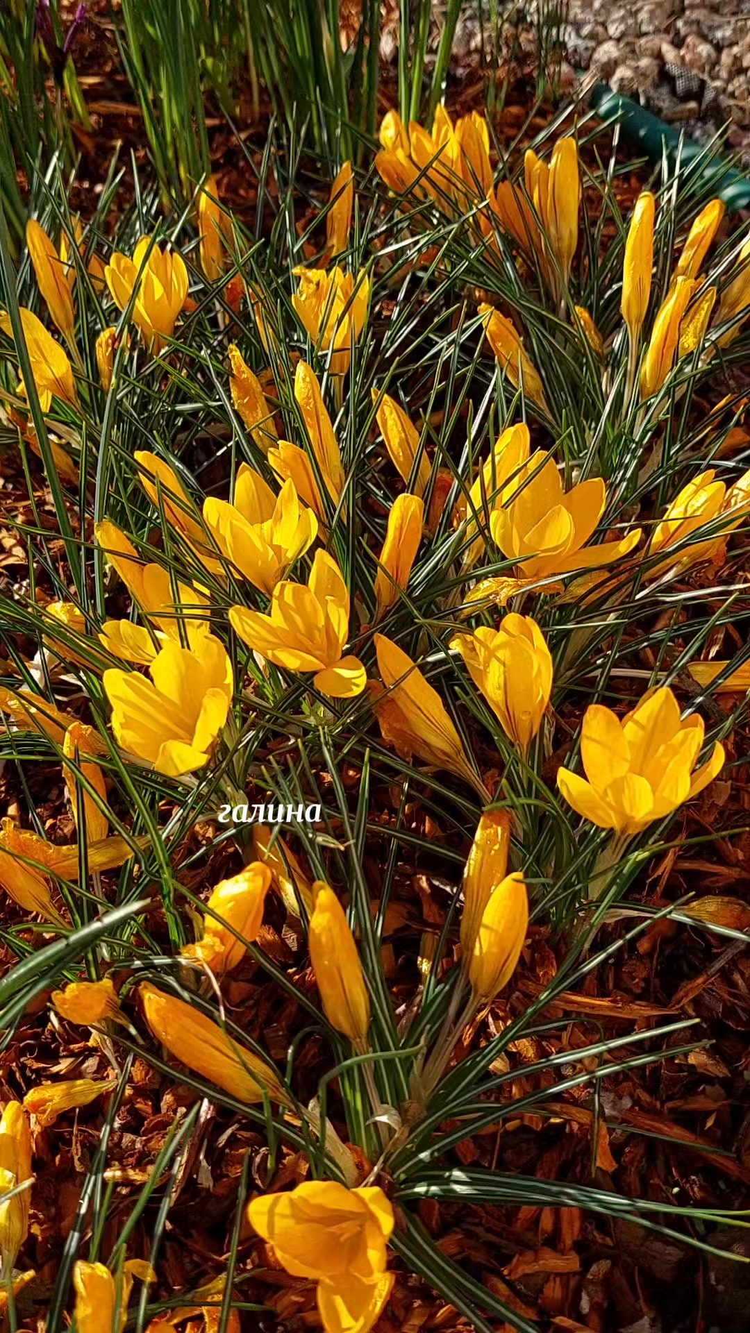 @✨️Галина ✨️🌸