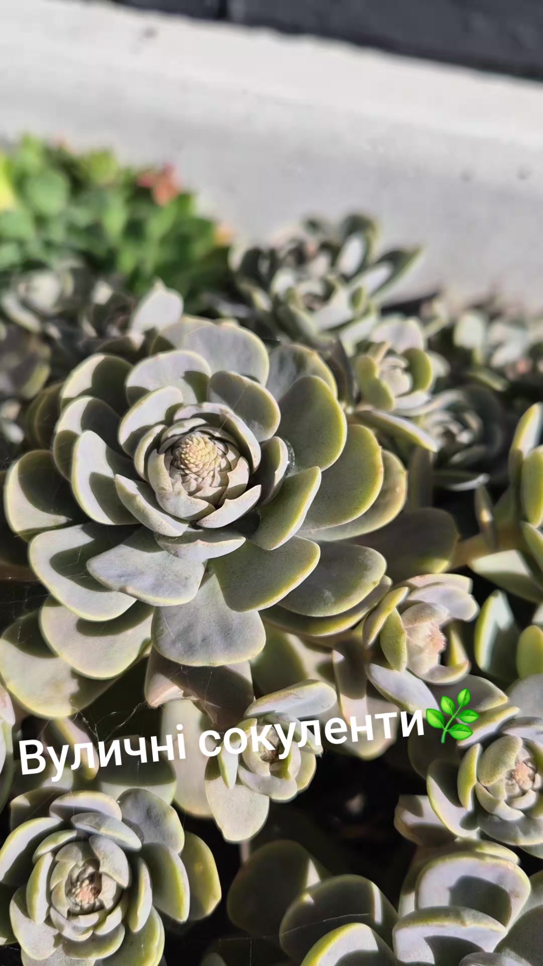 @Анна Амеліна