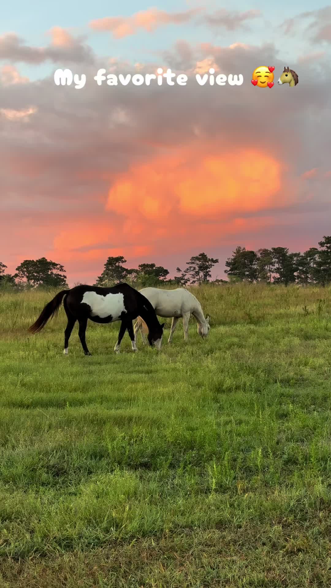 @jesswithallheranimals