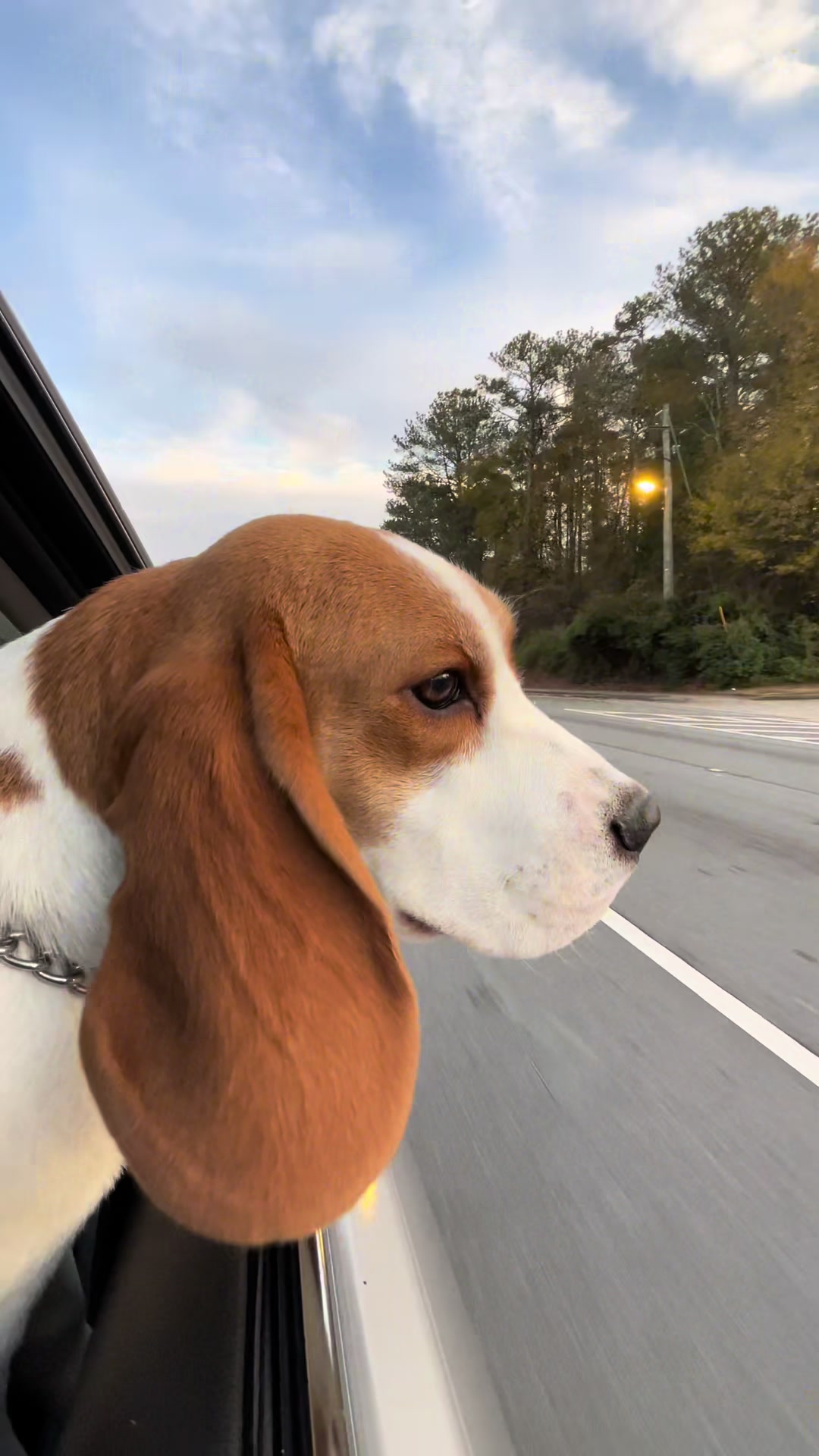 @Bogey the Beagle