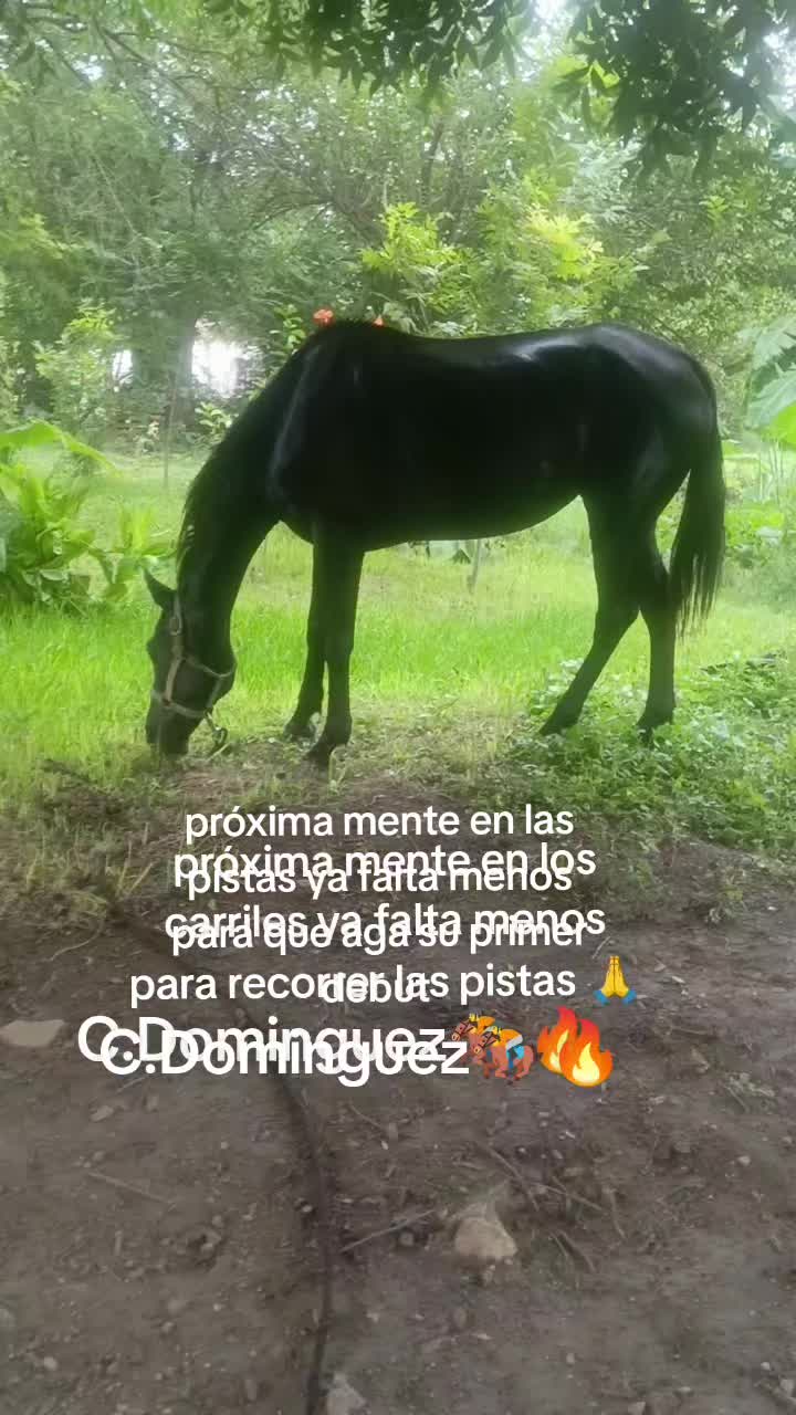 @🇲🇽EL CHAMÁN 🏇 🇲🇽