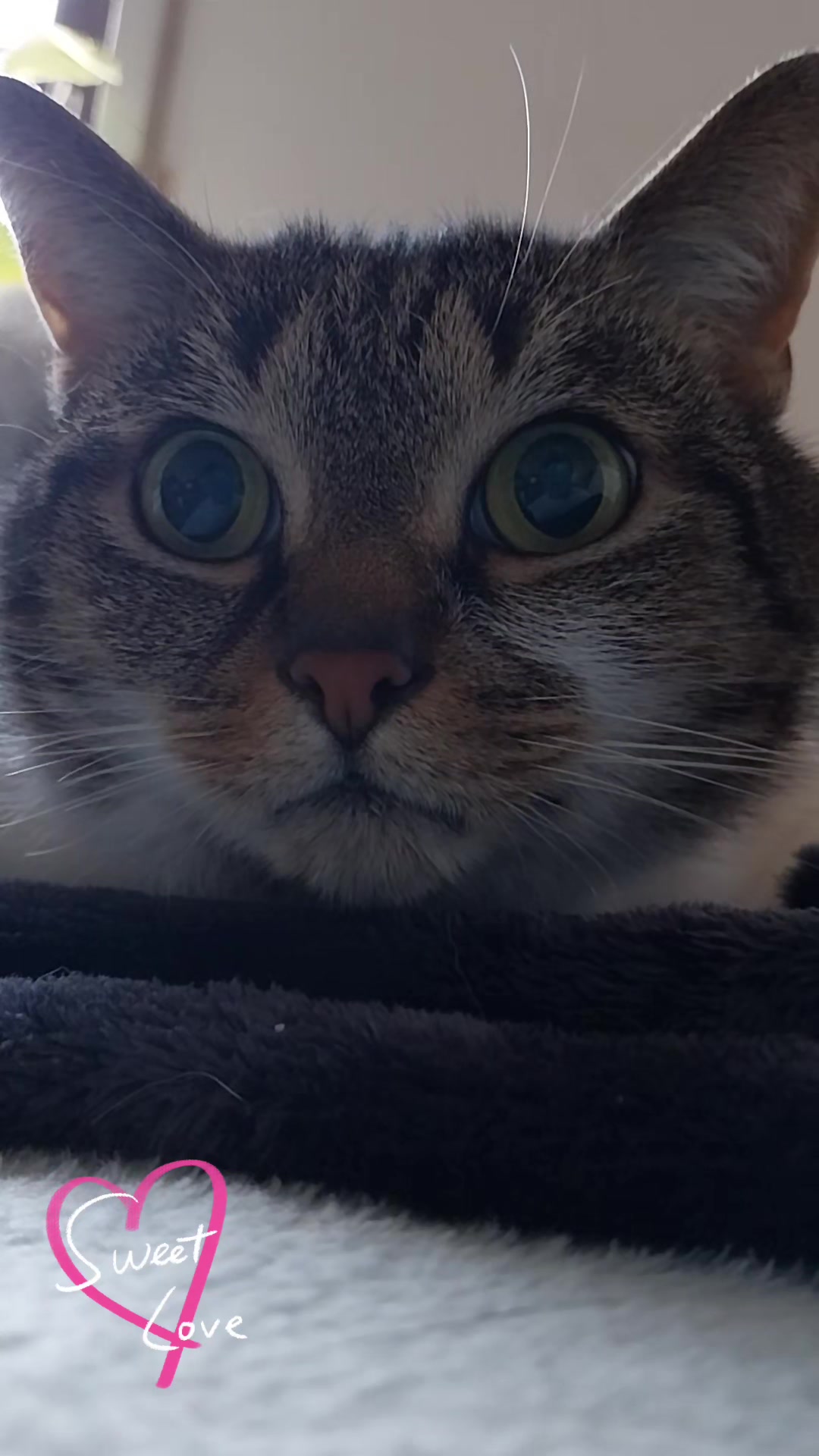 @Scotty🐱🐾🐱🐾 🐱🐾🐱🐾🐱🐾