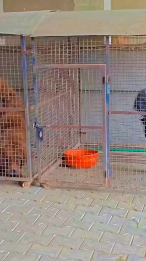 @Kashmiri_Bakrwal_Dog
