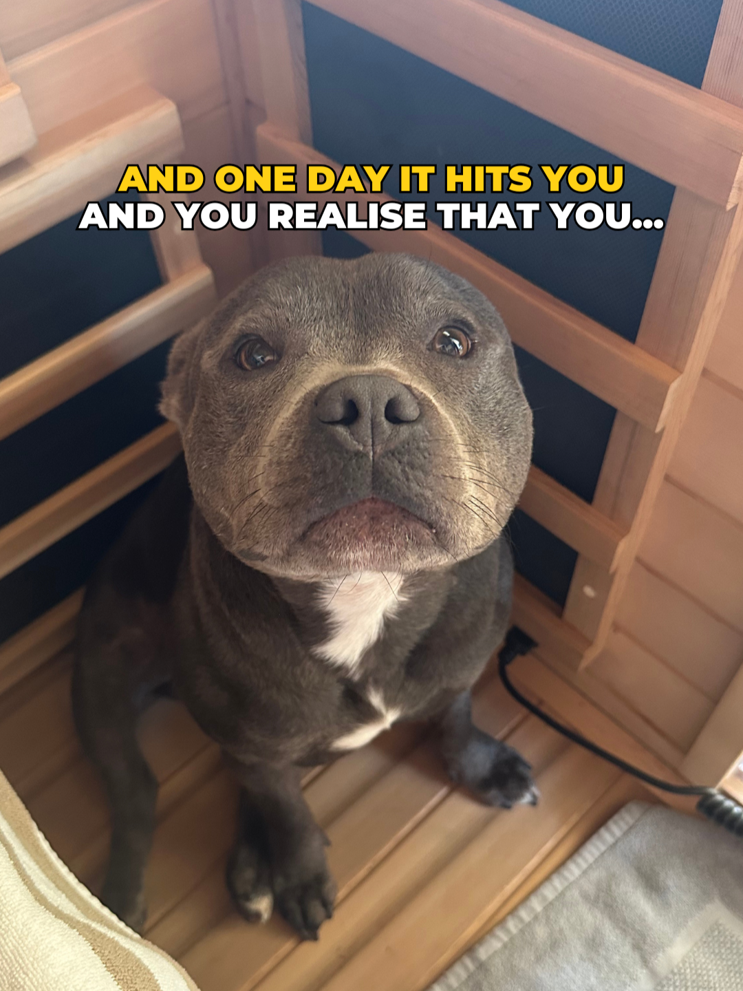 @Happy Staffy Co