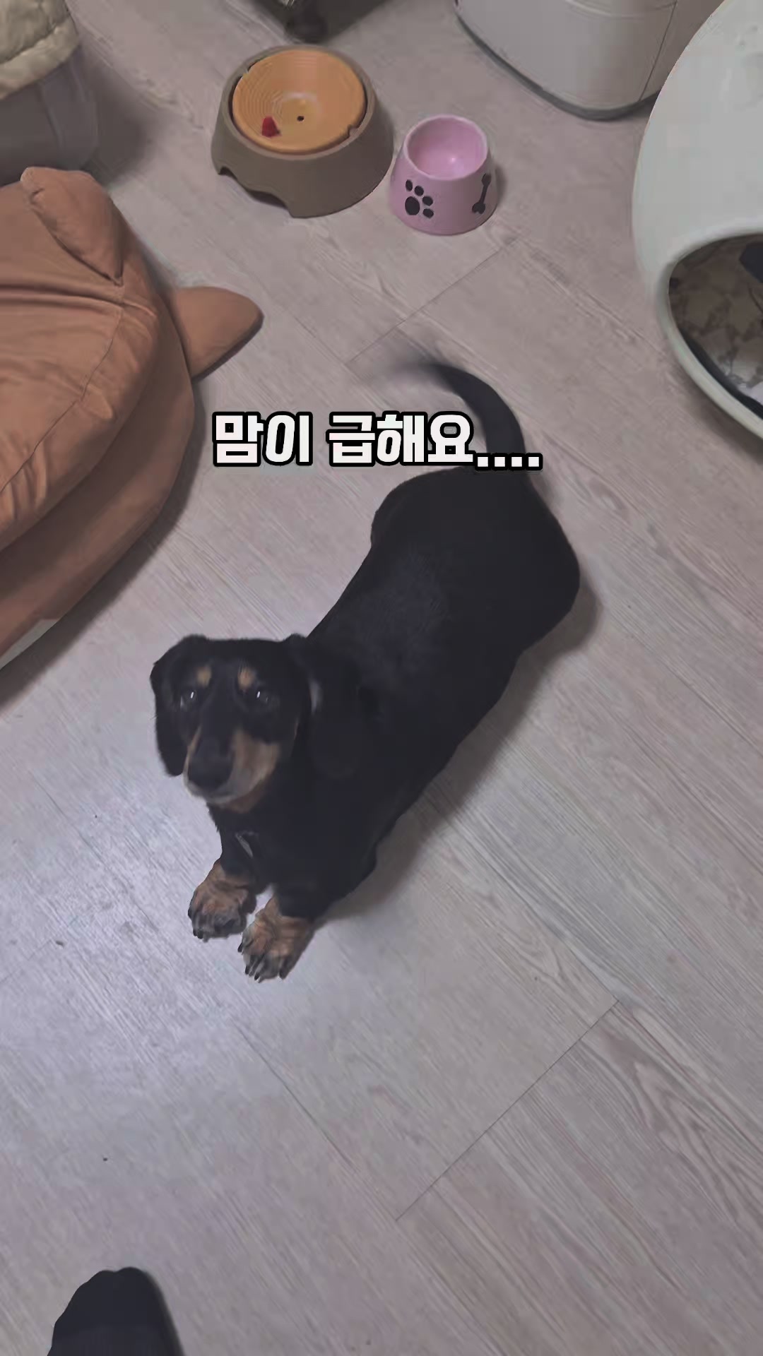 @코코대디