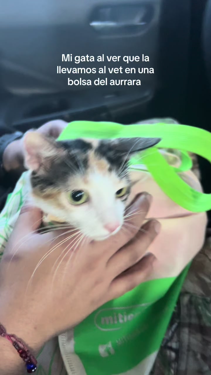 @𝓐𝓻𝓪𝓶𝔂 𝓡𝓿