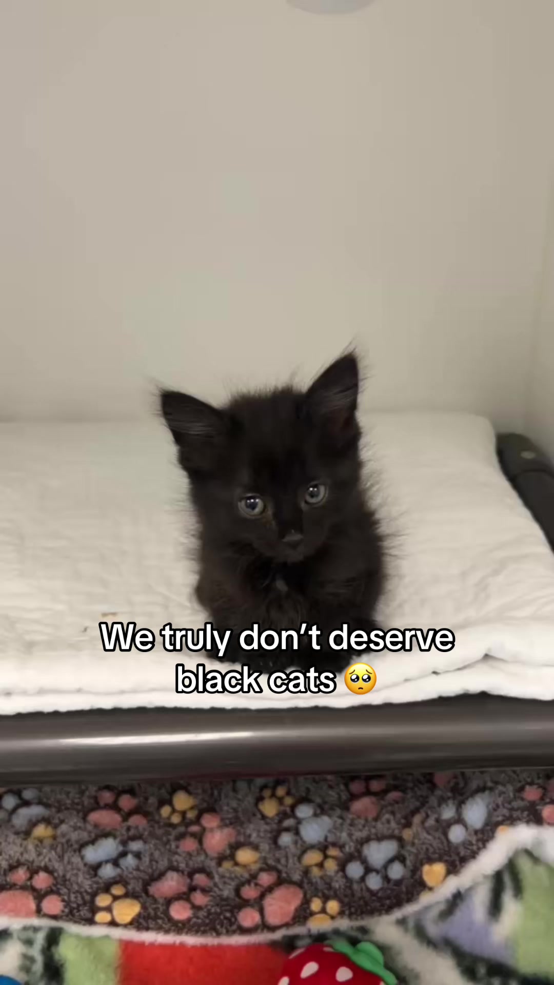 @Calgary Humane Society
