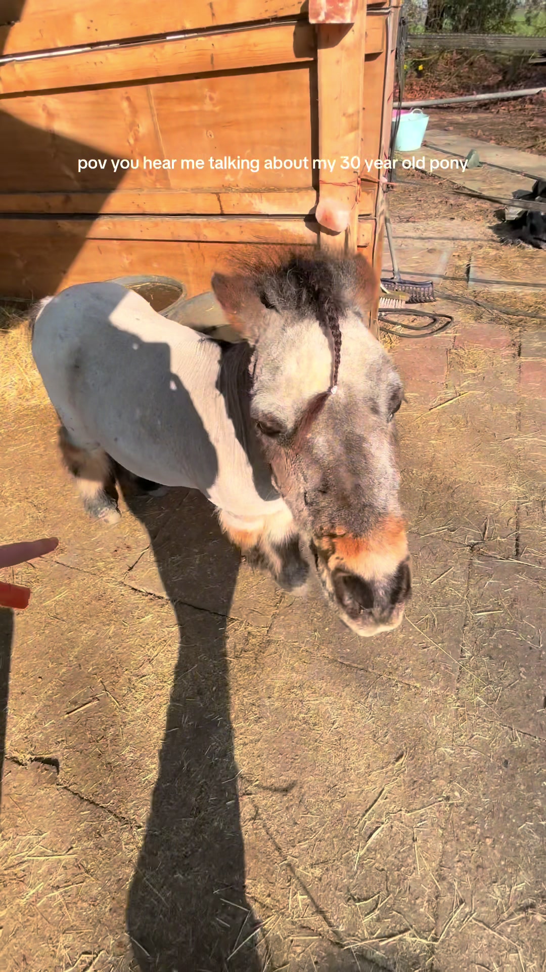 @dovda.horsemanship