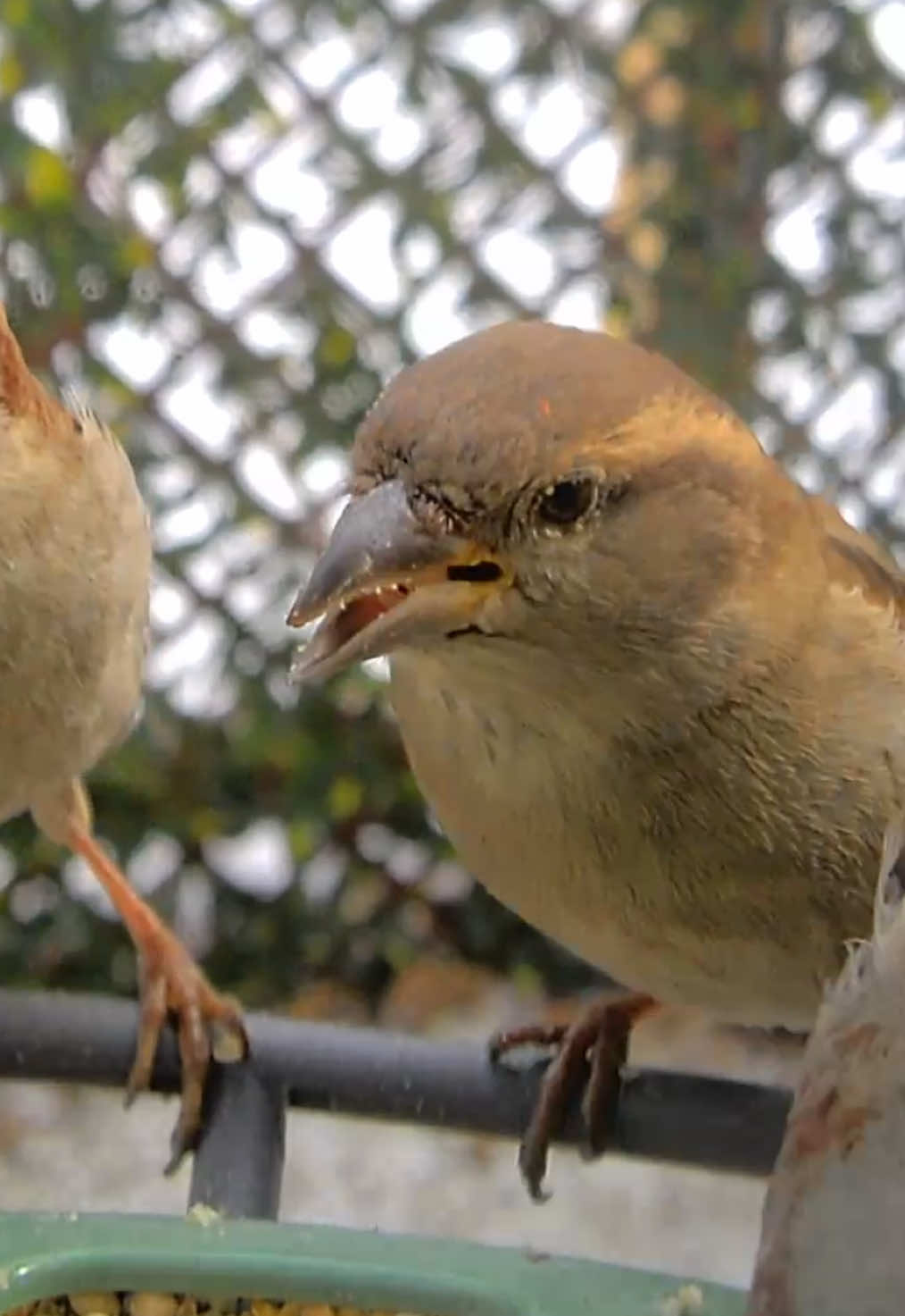 @The Bird Cafe