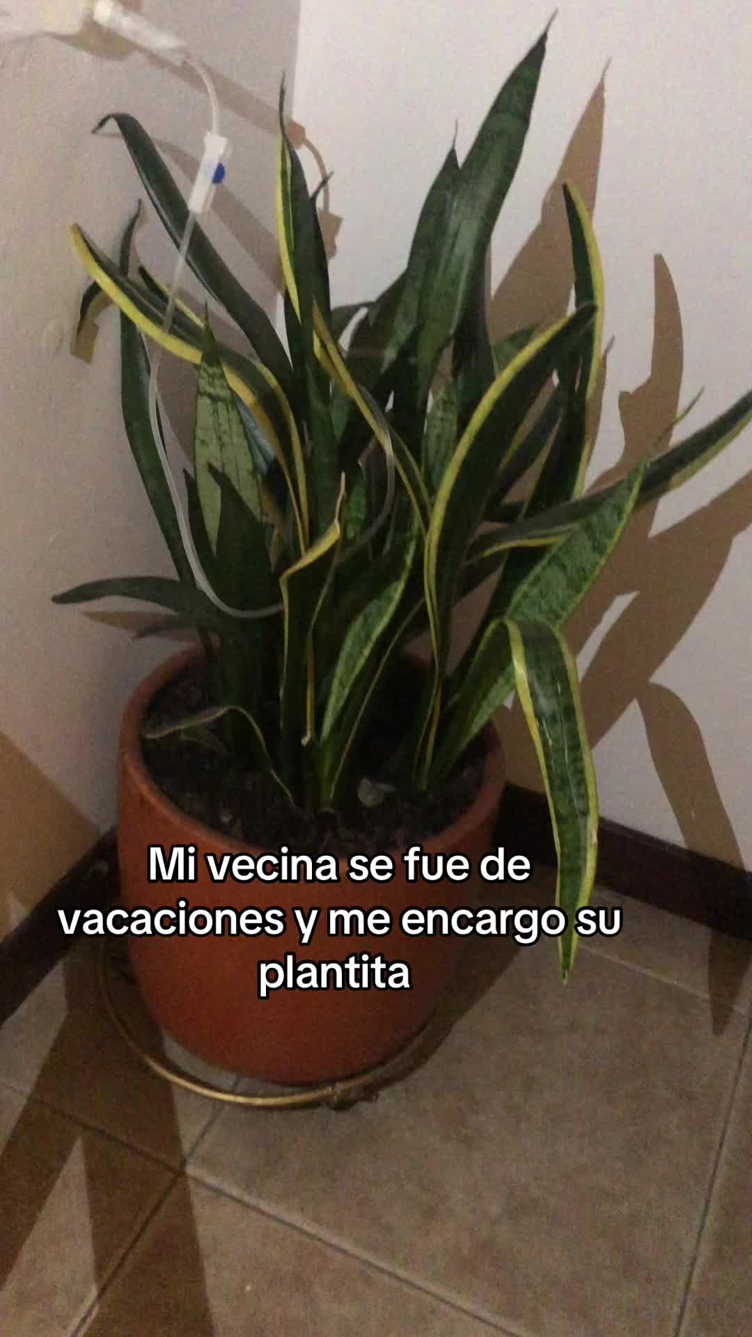 @tatika0102