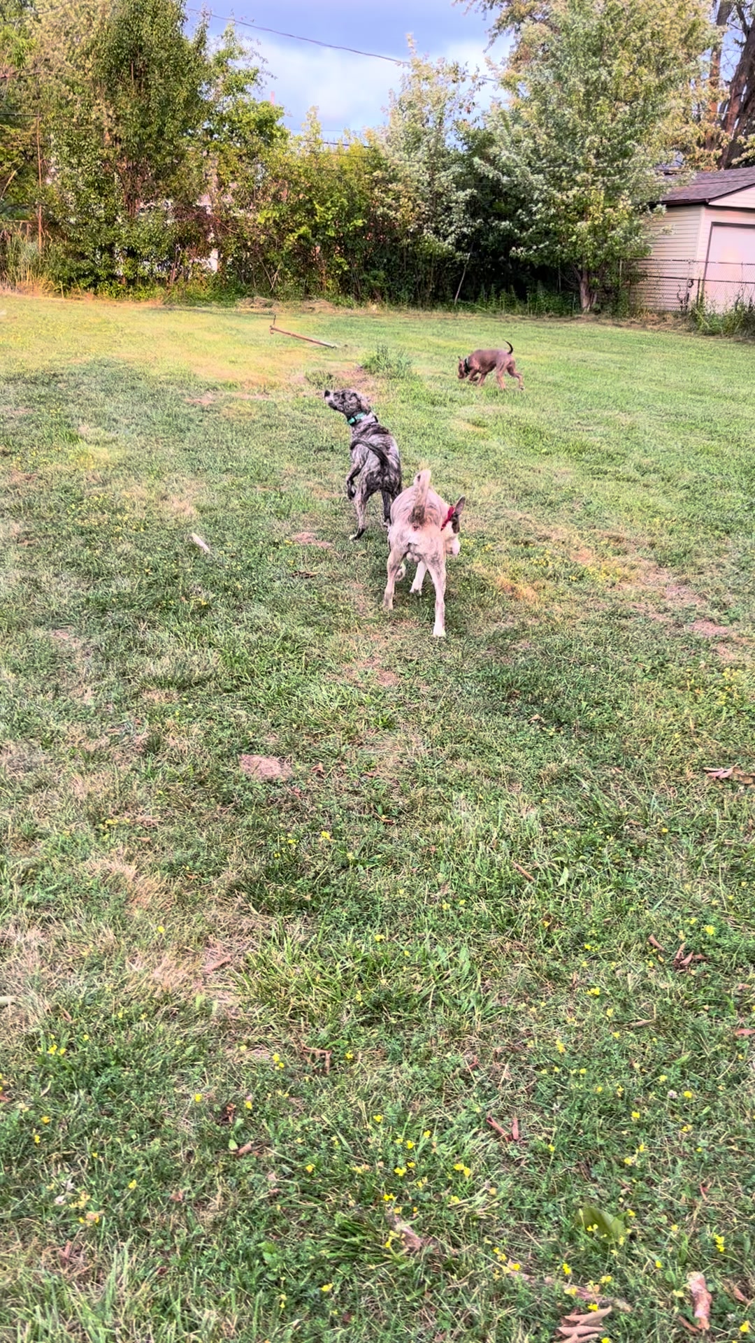 @Jay TheDog Trainer