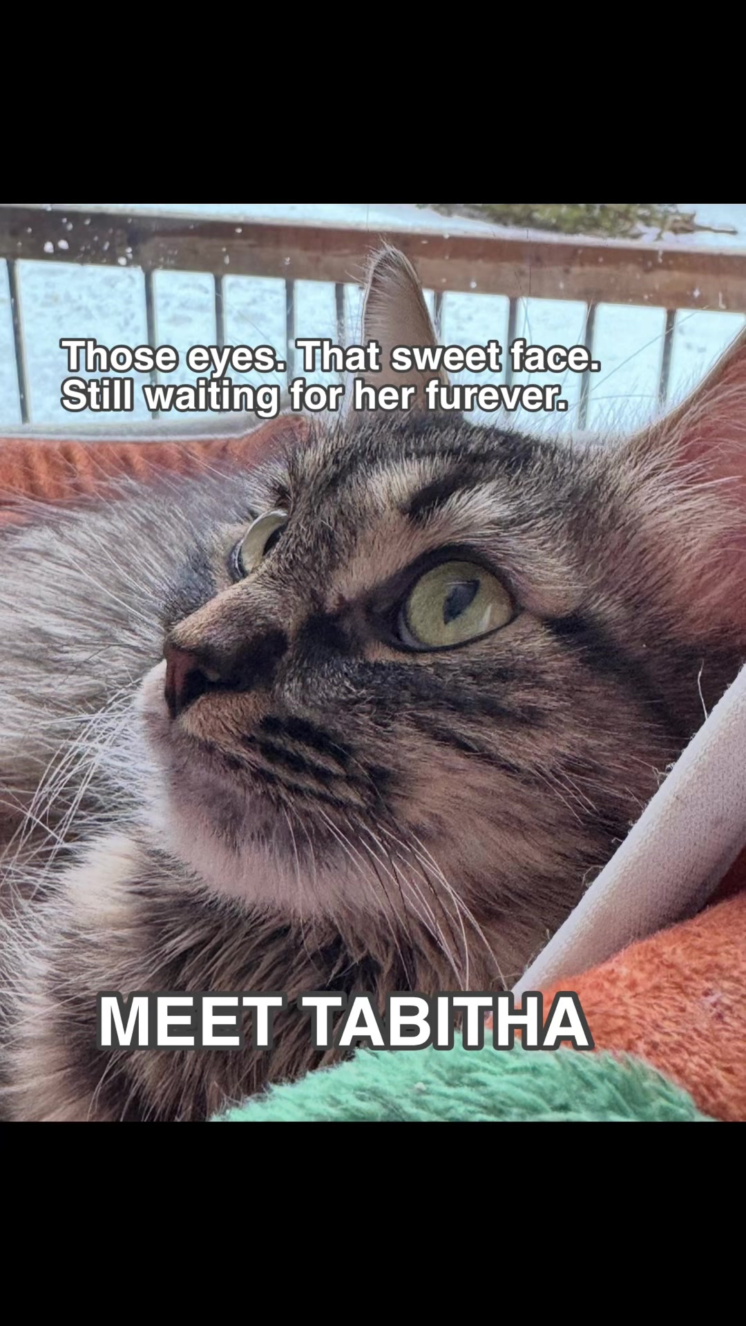 @North Toronto Cat Rescue