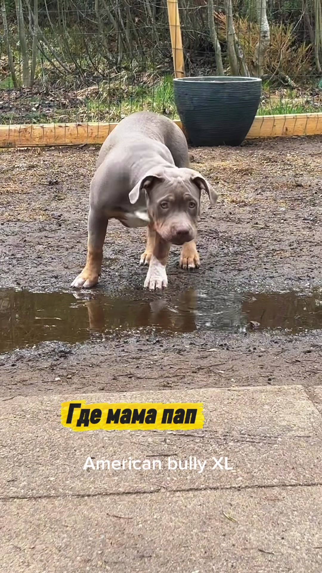 @MATRANG_dogs