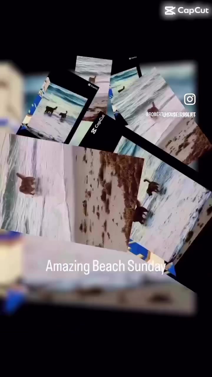 @RobertHouseDoglife