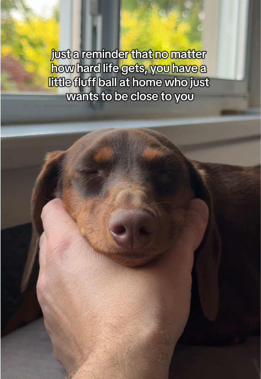 @rhubarb the doggo