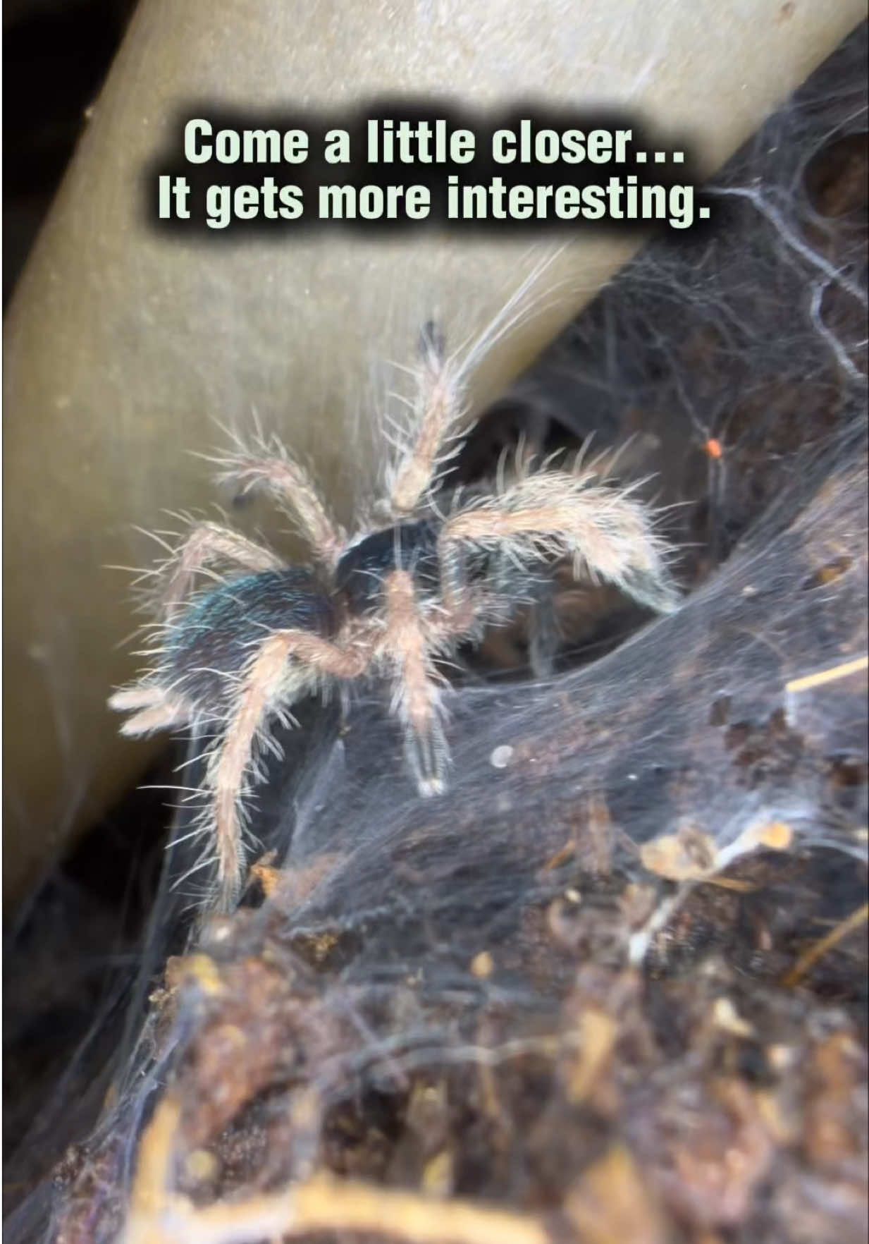 @Spider Conservatory