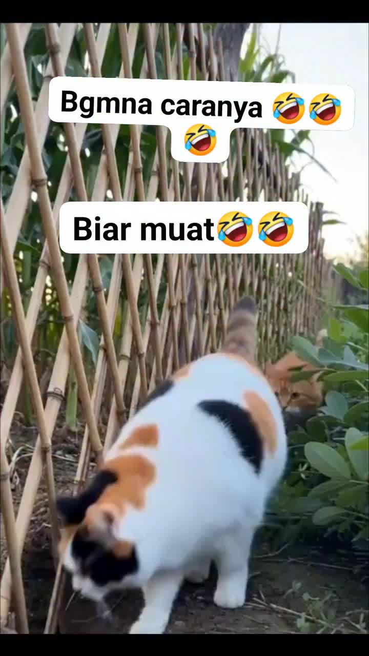 @dwikaputramahardika