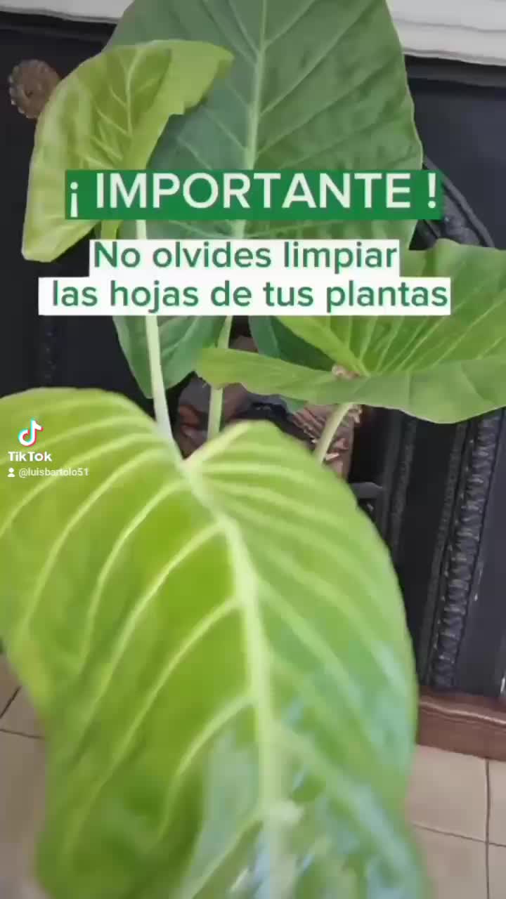 @Pasi&oacute;n a la jardiner&iacute;a🌺💦👈🏼