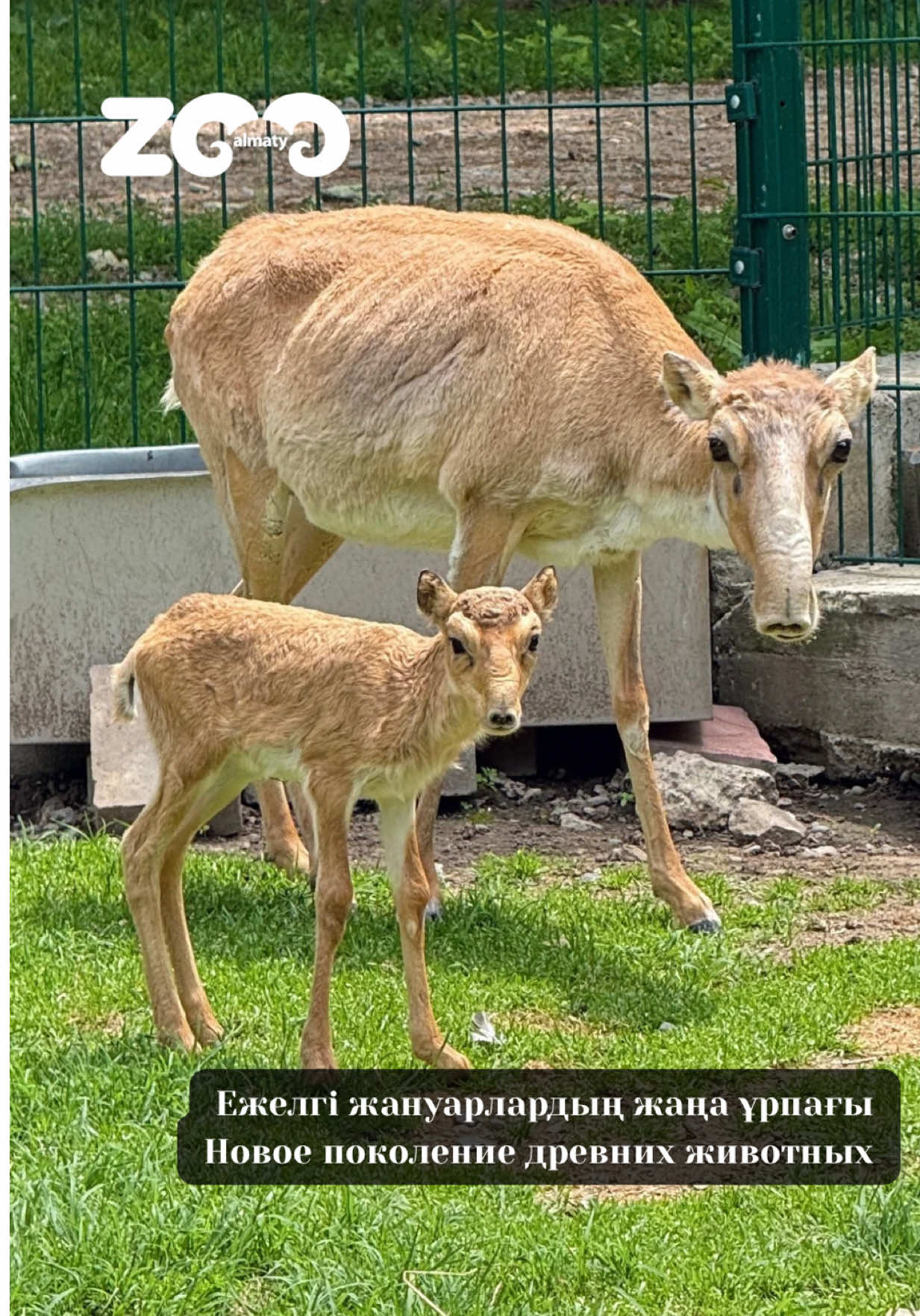 @Алматинский зоопарк