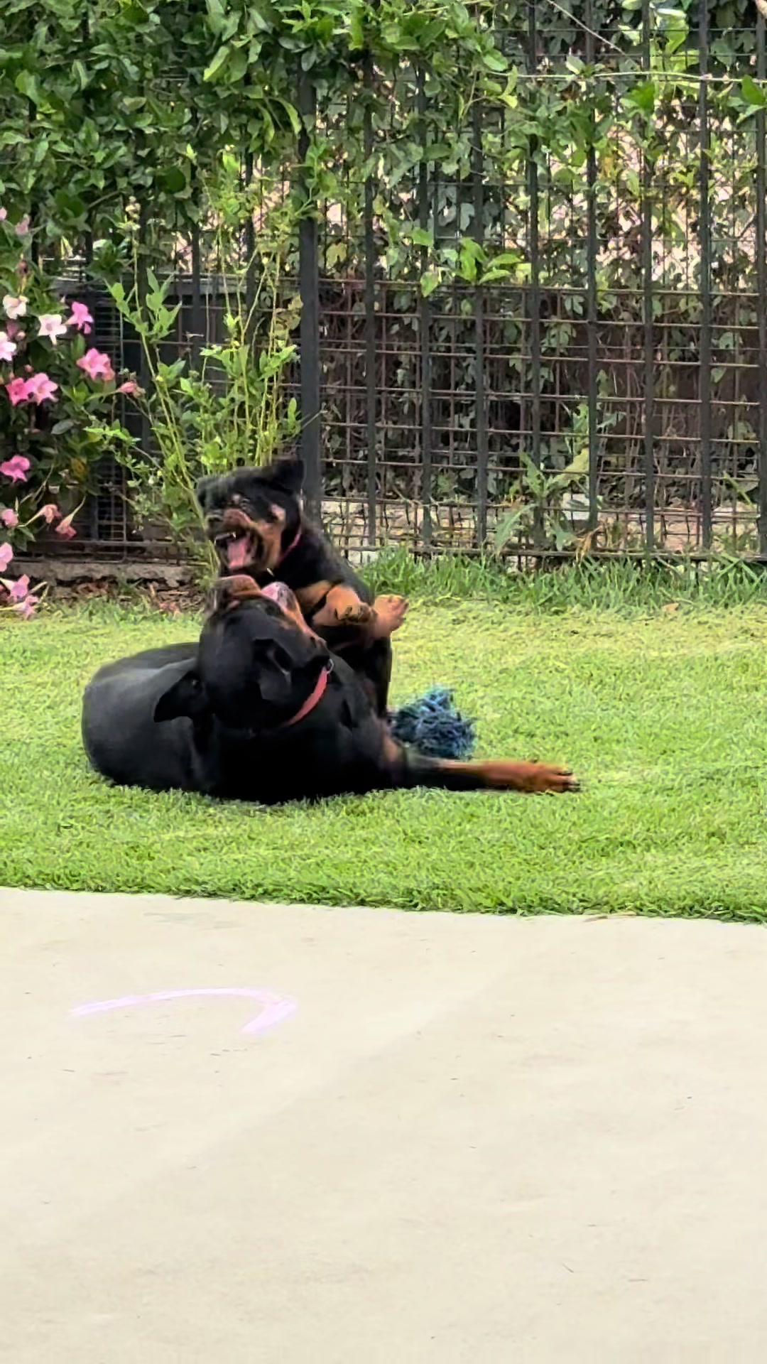 @King Rottweilers Kennel