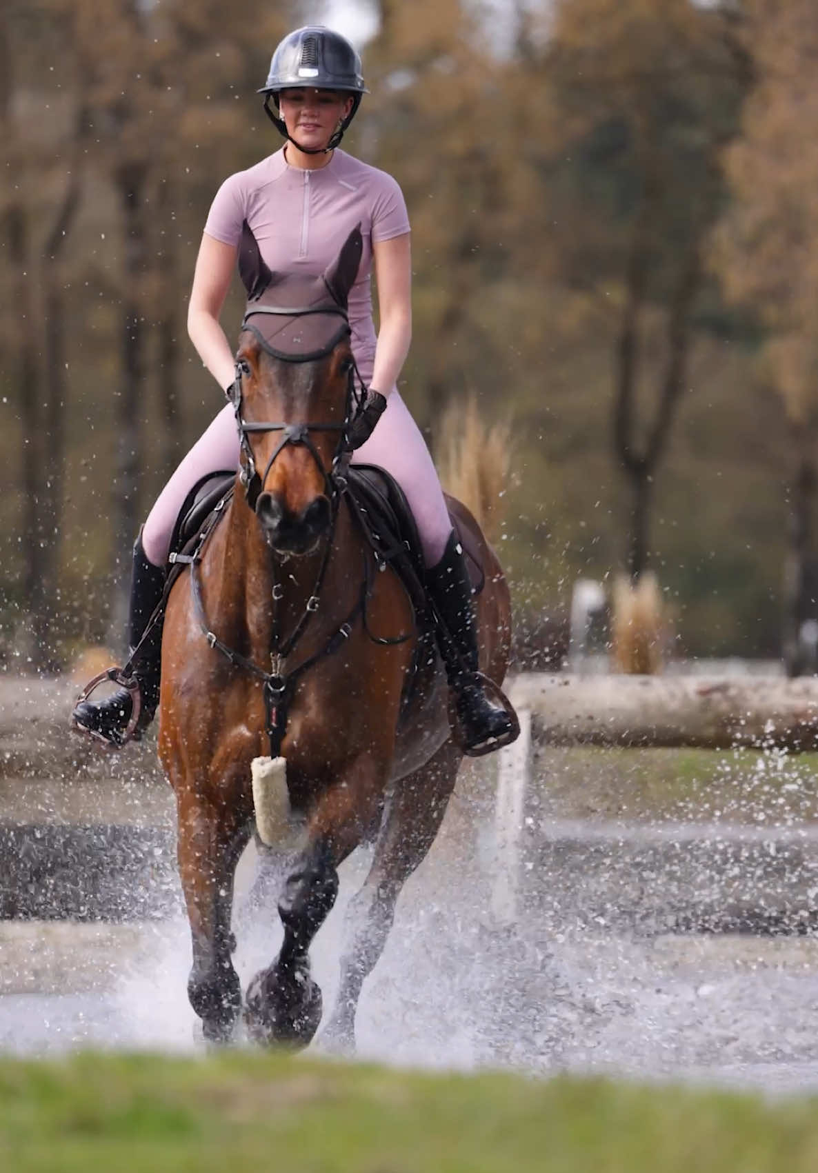 @Maximilian Equestrian