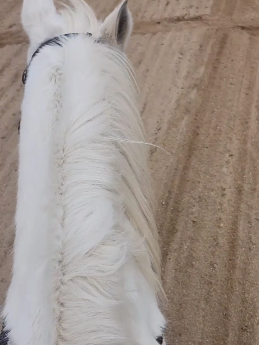 @untamablecowgirl🛢🐎&hearts;️