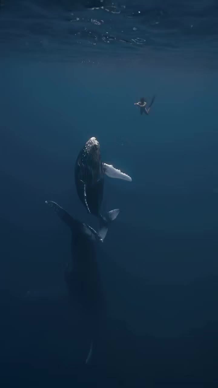 @Whale - life in ocean
