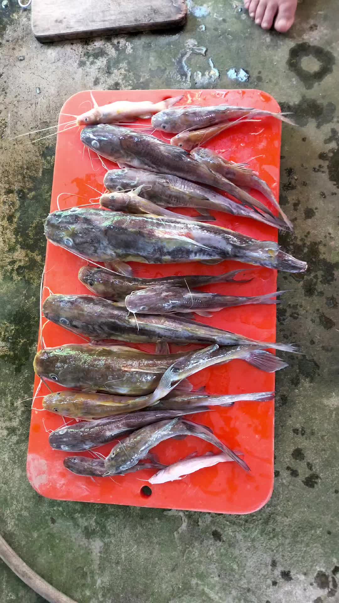 @Kasam Manuk