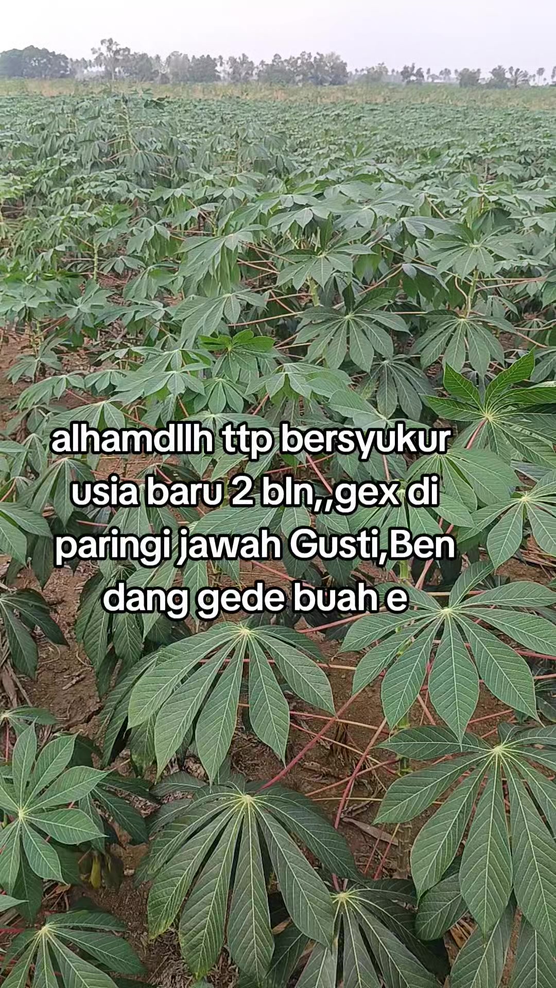 @bunda Arkif😘