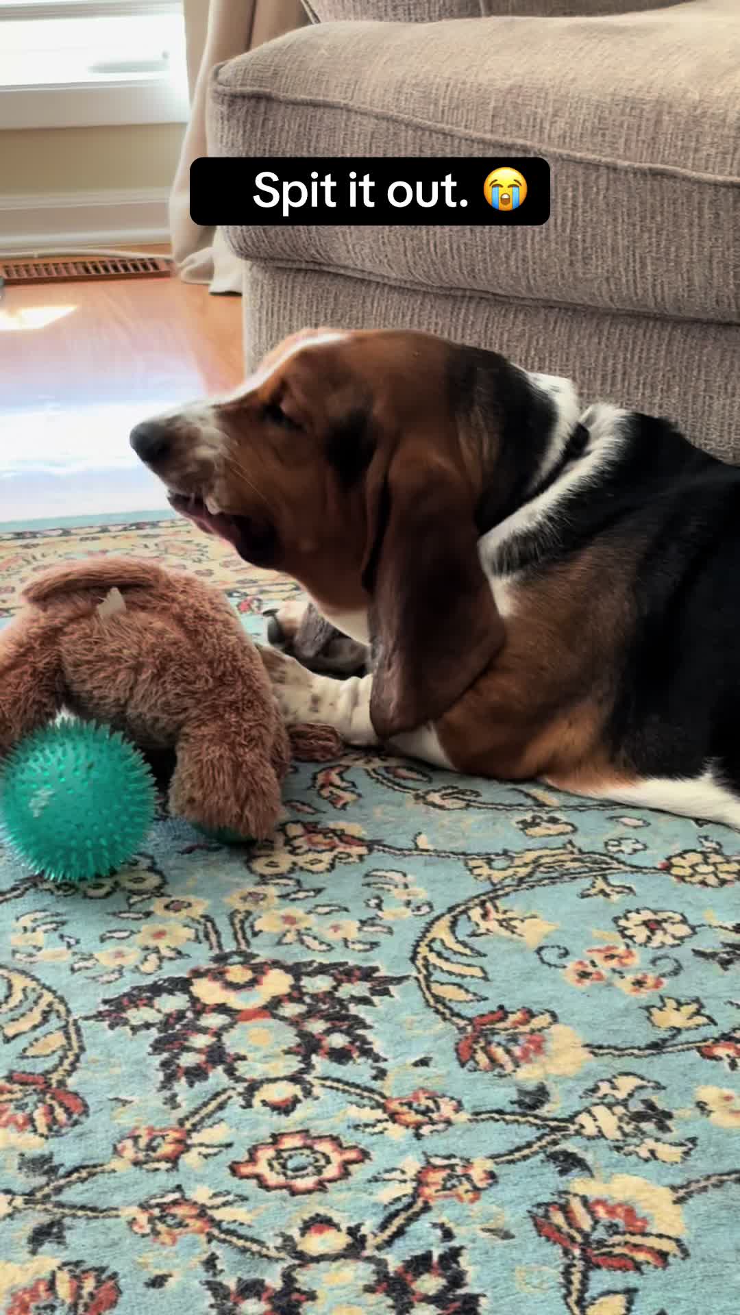 @Chuck Bass The Basset Hound