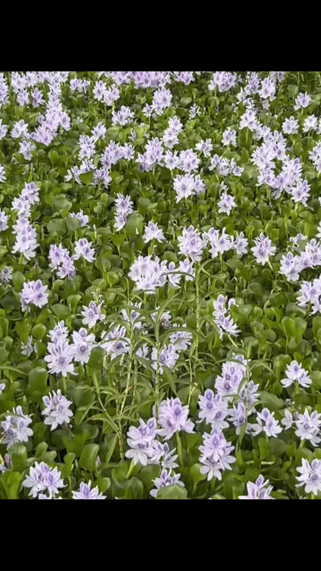 @रितिका