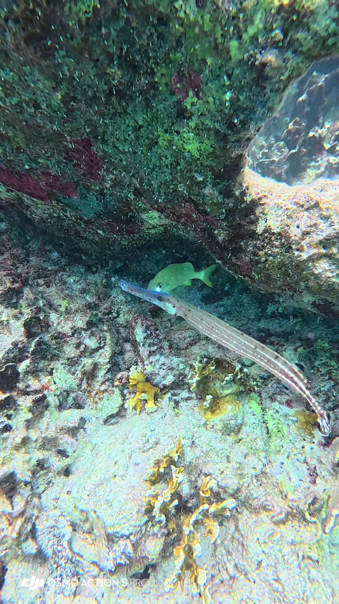 @dolphinsbonaire