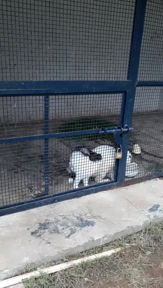 @Raju Tiger