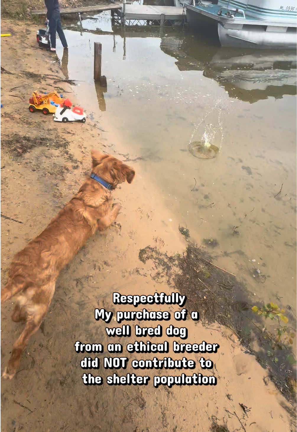 @potsiewithdogs