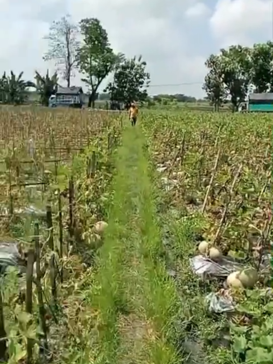 @Kempling Melon
