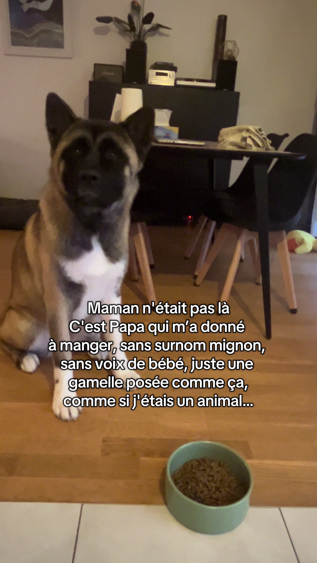 @Buffy_American_Akita